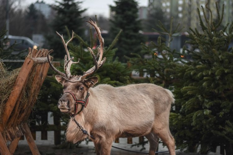 Kiermasz Świąteczny 2018 (3).jpg