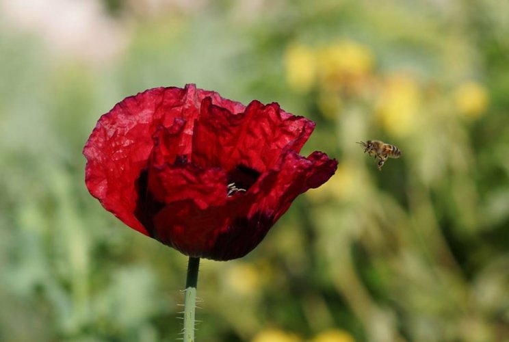 Marek Kwiatkowski - wyprawa po nektar