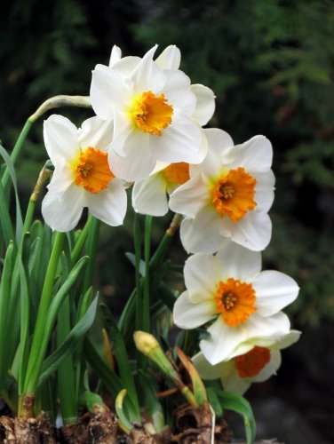 Andrzej Gilski - Kwiaty, żonkil